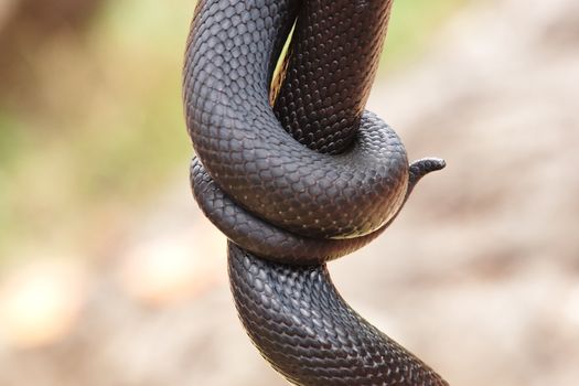 Closeup of a snake tail curling around itself