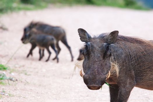 Mother warthog in the foreground with babies in background