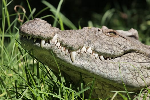 Close up portrait of a crocodile lying in the grass