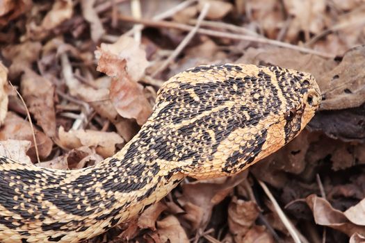 Closeup of a snake in background of leaves