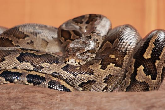 Closeup of a snake lying curled up in a barn