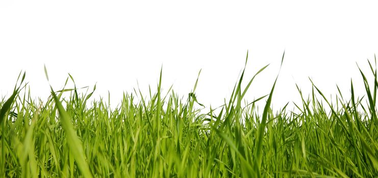 Green grass on a white background