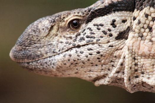 Closeup portrait of a leguane lizard, head view only
