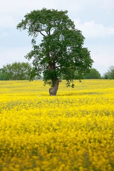 Tree in a landscape of green and yellow field of rape seed flowers