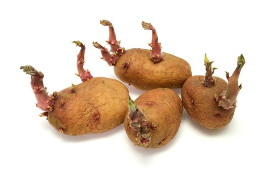 Four progrown tubers of a potato on a white background