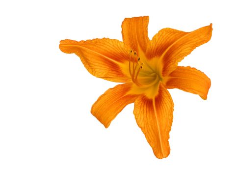 Tiger Lily isolated on a white background. It is one of several species of lily to which the common name Tiger lily is applied, and the species most widely so known.