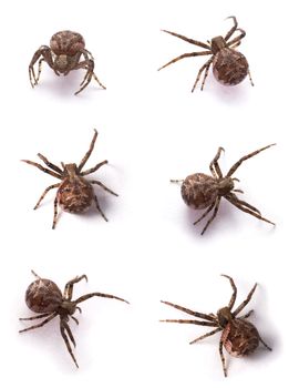 Six yellow spiders on a white background