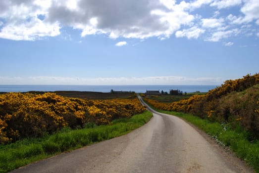 lonesome road in northern Scotland surrounded by gorse