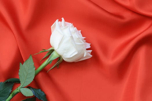 Nice white rose lying on red silk background with copy space