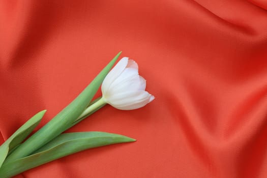 Nice white tulip lying on red silk background with copy space