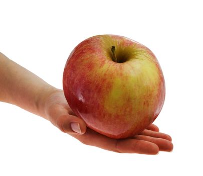 Hand holding big red with yellow sidewise an apple on a white background