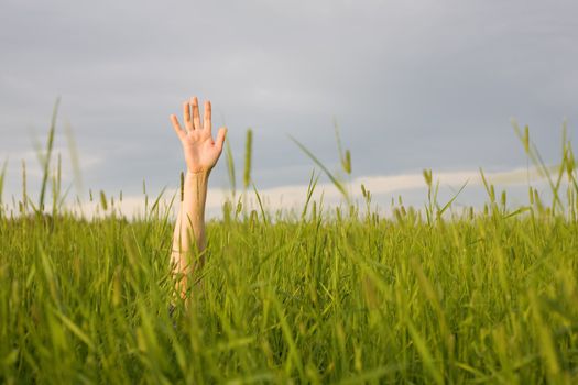 The hand stretched from a grass upwards