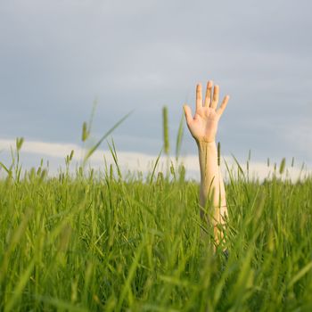 The hand stretched from a grass upwards