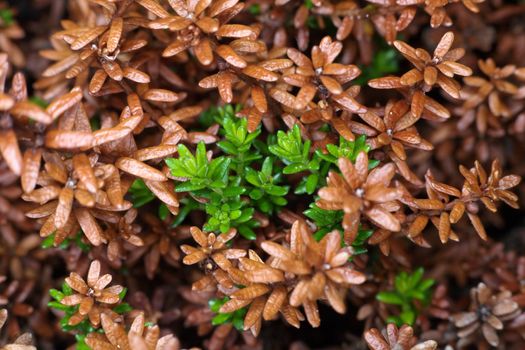 Brown leaves and runaways crowberry without fruits