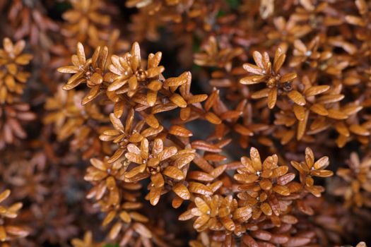 Leaves and runaways crowberry without fruits