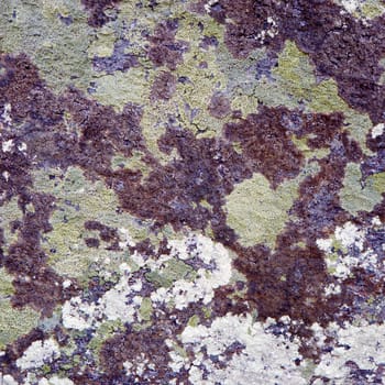 The surface of a rock covered by a lichen