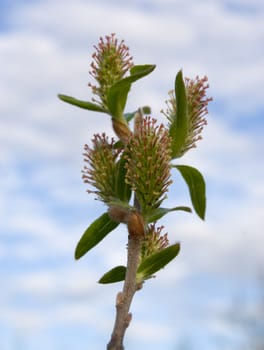 Young runaways of a tree on a background of the blue sky