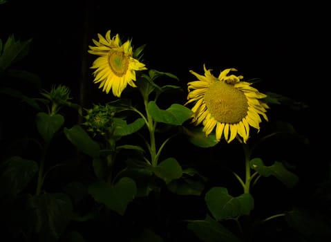 Sunflowers photographed at the night