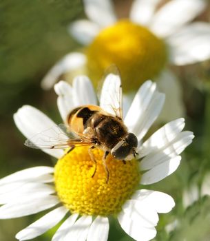 The fly sits on a flower of a camomile