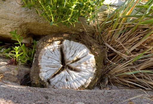 End face of the old rotten bursted log