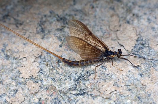 day-fly sitting on a coastal stone