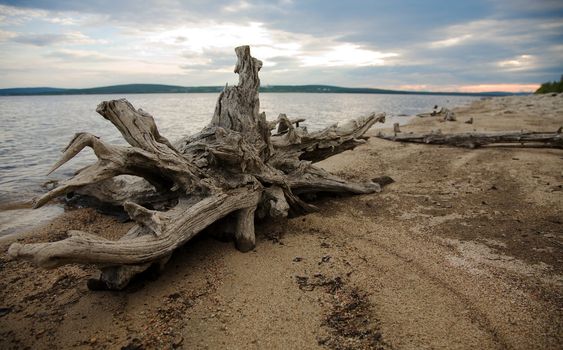 Coast of lake, wood, mouldering snag