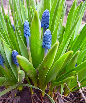 The spring, melted snow. Budded the first flowers.