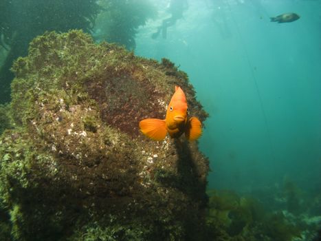 Garibaldi looking into camera with Divers in the Background on Catalina Island
