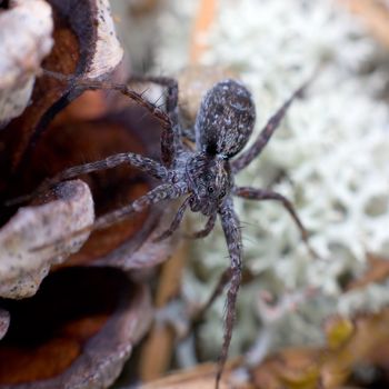 Macrophoto of a spider among a lichen