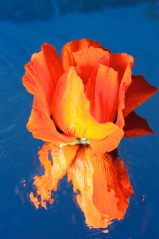 Red Rose is reflected in the clear water