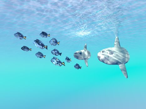 Two large sunfish escort a school of Blue Tango fish in the clear sunlit ocean.