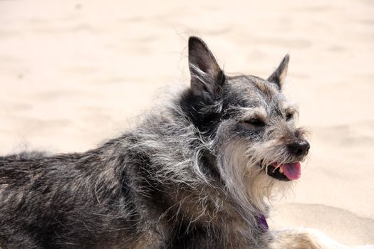 Cute grey and white dog resting on the beach
