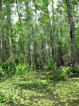 A swamp in New Orleans