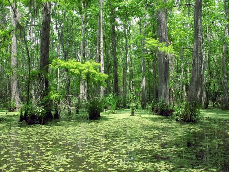 Swamp in New Orleans