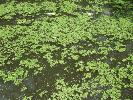 a swamp in new orleans