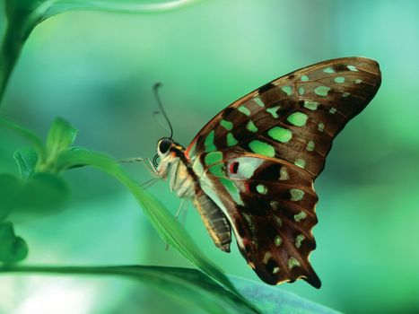 Close-up of a butterfly sitting on a leaf.
