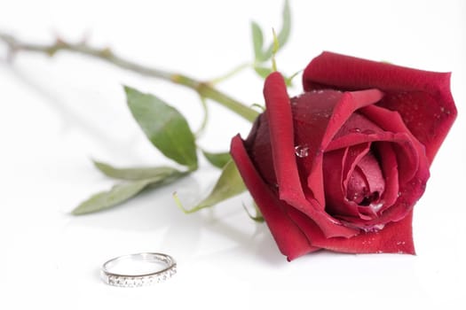 Single beautiful red rose isolated on white next to silver ring