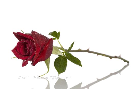 Single beautiful red rose isolated on white
