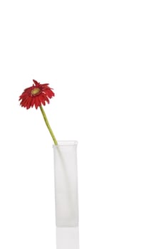 Beautiful red gerbera daisy in tall white vase, isolated