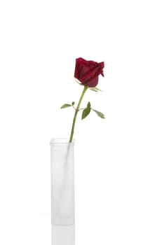Beautiful red rose in tall white vase, isolated