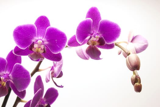 Beautiful violet orchid (phalaenopsis), isolated on white
