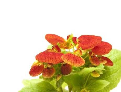 Beautiful calceolaria isolated on white