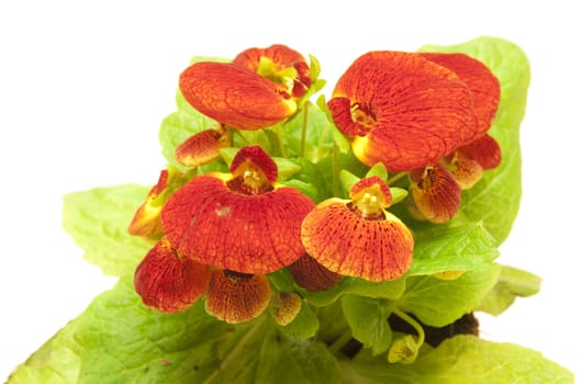 Beautiful calceolaria isolated on white