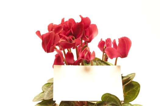 Beautiful cyclamen with empty greeting card isolated on white  