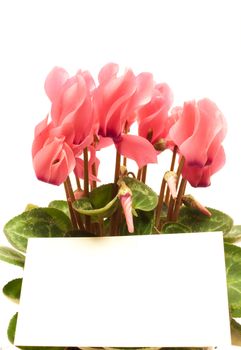 Beautiful cyclamen with empty greeting card isolated on white  