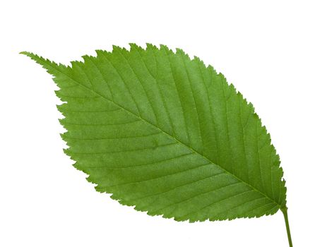 Green leaf isolated on white