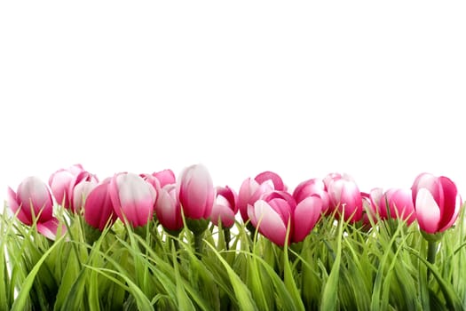 a field with grass and dutch crocuses