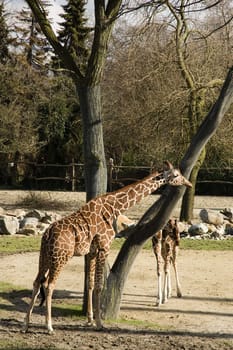 two giraffe in the zoo