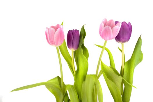 four tulips in a row, 