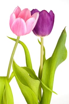 a tulip in pink and purple